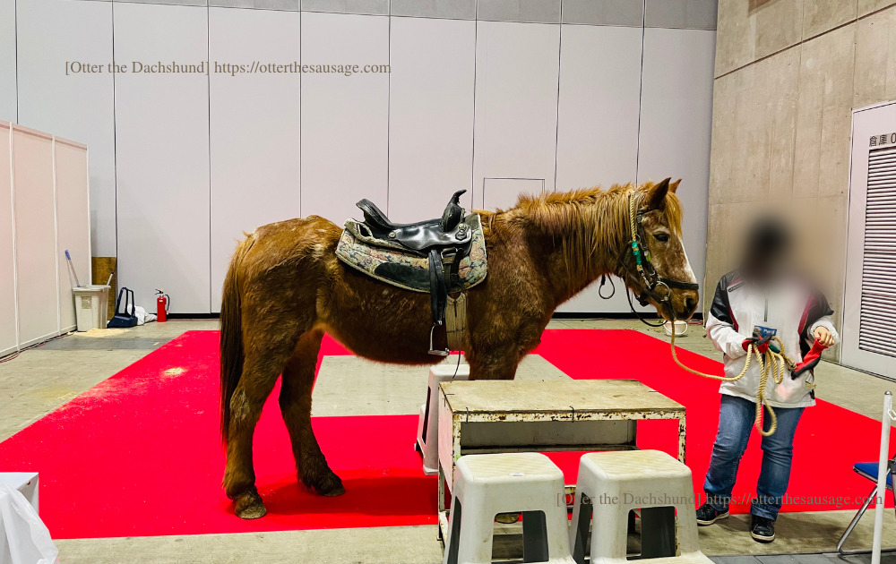 Blog image_犬と旅行_犬連れ旅行_pet博横浜2022_ポニー乗馬体験